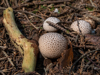 autumnal puffballs in the forest floor
