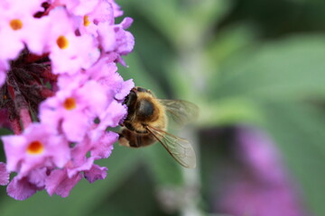 Abeille entrain de butiner