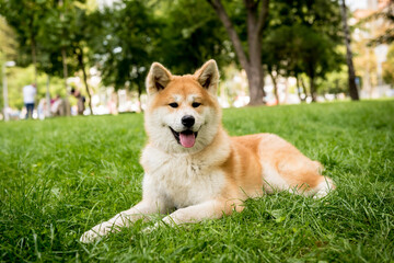 Naklejka na ściany i meble Portrait of cute akita inu dog at the park.
