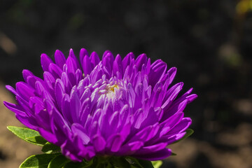 Beautiful aster flower. Purple flower in the flower garden. The flower is close up