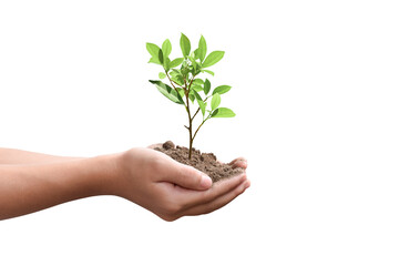 Fototapeta na wymiar Hands holding young tree isolated on white background with clipping path. Environment Earth Day