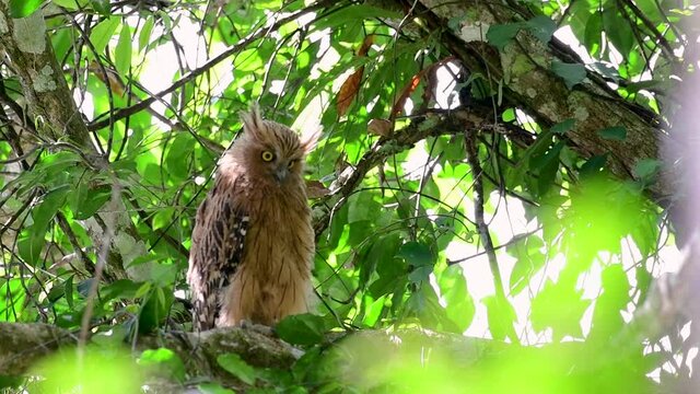 The Buffy Fish Owl is a big owl and yet the smallest among the four Fish Owls; it is quite an amusing bird with its horns standing made of feathers and the eyes are heavy yellow.