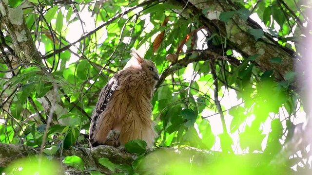 The Buffy Fish Owl is a big owl and yet the smallest among the four Fish Owls; it is quite an amusing bird with its horns standing made of feathers and the eyes are heavy yellow.