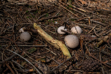 autumnal puffballs in the forest floor