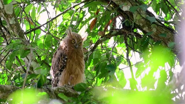 The Buffy Fish Owl is a big owl and yet the smallest among the four Fish Owls; it is quite an amusing bird with its horns standing made of feathers and the eyes are heavy yellow.