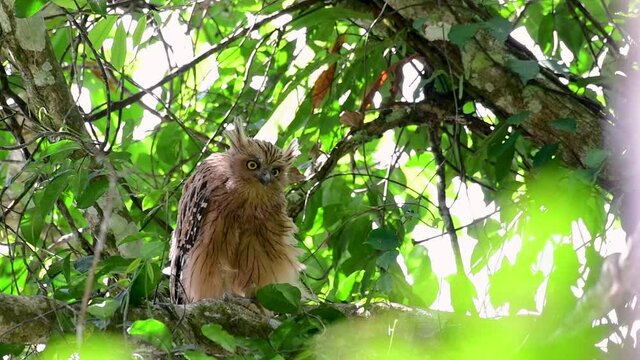 The Buffy Fish Owl is a big owl and yet the smallest among the four Fish Owls; it is quite an amusing bird with its horns standing made of feathers and the eyes are heavy yellow.