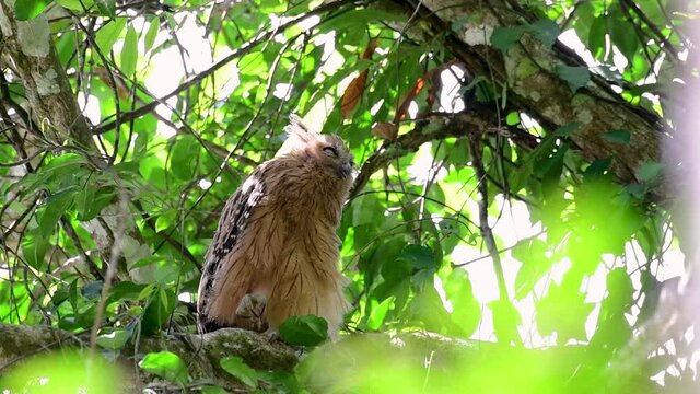 The Buffy Fish Owl is a big owl and yet the smallest among the four Fish Owls; it is quite an amusing bird with its horns standing made of feathers and the eyes are heavy yellow.
