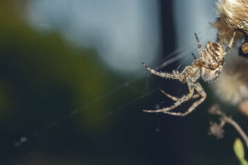Spider web. A small spider on a web is charming and safe