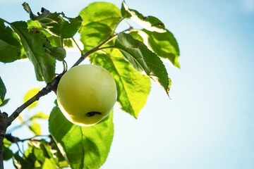 Summer harvest. Apples on a tree