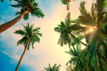 The sunset light behind  palm trees blackground with the blue sky at the tropical coast,retro tone, coconut tree,summer tree .