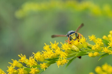 Twig of grass. Yellow twig with an insect