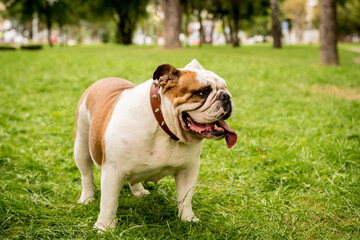 Fototapeta premium Portrait of cute english bulldog at the park.