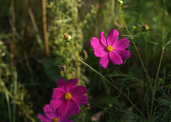 Blooming purple cosmos flowers on blurred background.