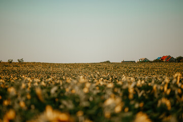 summer field view and village at the sunset. High quality photo