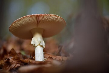 mushroom in the woods