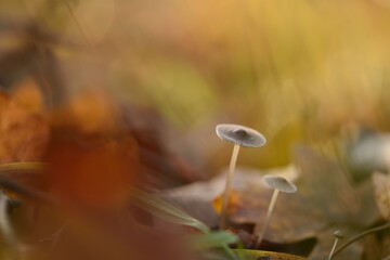 Mushroom Bokeh during Autumn Fall