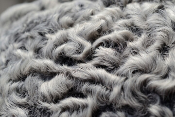 Hat elements from astrakhan fur closeup. Shallow depth of field