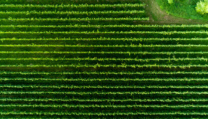 Aerial view of parallel rows of grapes on a grape field near the Black Forest