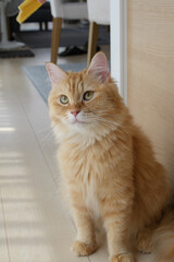 干し芋がほしい猫（マンチカン）