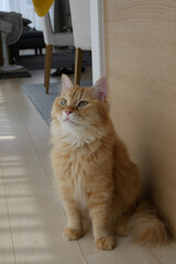 干し芋がほしい猫（マンチカン）