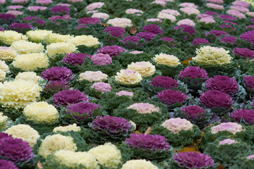 Decorative composition of fresh decorative brassica oleracea, autumn bouquet. Multicolored decorative cabbage in autumn botanical garden.