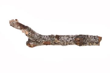 Obraz premium birch branch isolated on white background