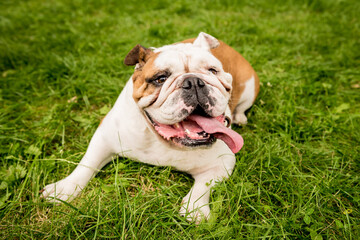 Portrait of cute english bulldog at the park.