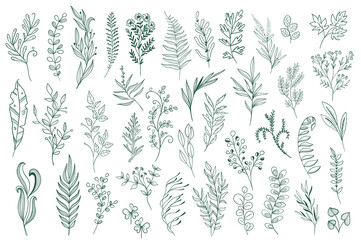 Hand drawn floral decorations. Botanical design pack, plants set outline vector illustration. Green leaves, flowers, herbs and branches sketches. Perfect for invitations, greeting cards and typography