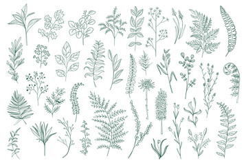 Hand drawn botanical design pack. Plants set in sketch style vector illustration. Green leaves, flowers and herbs ornament elements. Perfect for invitations and greeting cards, floral patterns design