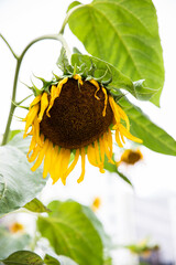 【縦位置】枯れかけのヒマワリ