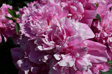 Abstract background of pink peony petals. Peony flower close-up.