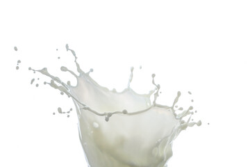 Naklejka na ściany i meble Milk drops and splashes white background