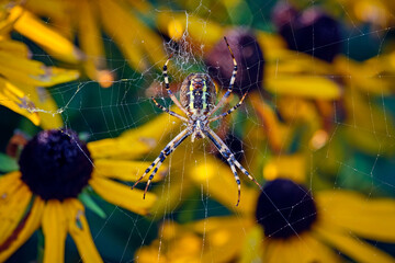 Wespenspinne ( Argiope bruennichi ).