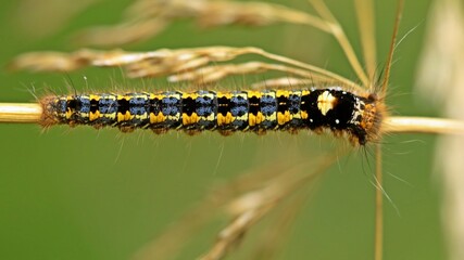Junge Raupe der Grasglucke (Euthrix potatoria).