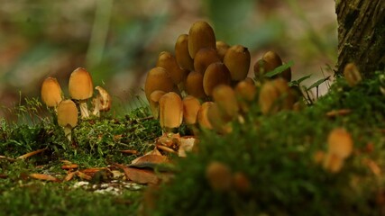  Glimmertintlinge (Coprinellus)