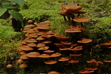 Stockschwämmchen (Kuehneromyces)
