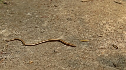 Junge Blindschleiche (Anguis fragilis) auf Waldweg