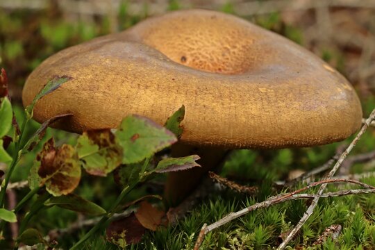 Kahler Krempling (Paxillus involutus)