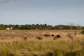 Fototapeta na wymiar Field of cattle