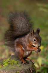 red fluffy squirrel nibbles nuts on a stump in the forest. Vertical photo