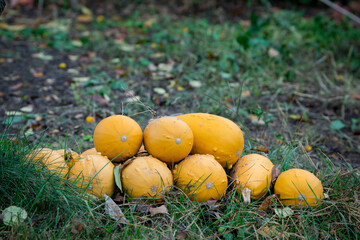 Yellow Butternut Squash arranged in the autumn grass. Harvesters on the plot. Healthy self-grown food. Autumn in the garden and the plot.