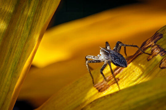 Lycosoidea Bilder Durchsuchen 443 Archivfotos, und