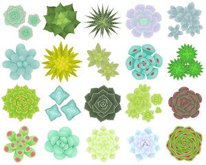 Set of different types of succulents. The view from the top. Isolated plants on a white background. Vector illustration.