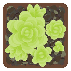 Sedum. Succulent potted. Isolated houseplant on white background. The view from the top. Vector illustration.