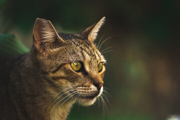 Portrait of a beautiful homeless cat on a green dark background