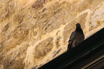 Dove on the background of old stone