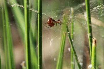 l' araignée, Epeire diadème