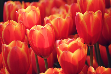 An orange - yellow tulips illuminated by soft and warm morning light in colorful spring flower garden.