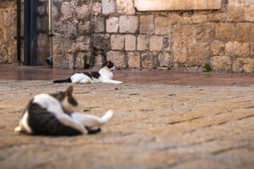 Cats wash in the middle of the street in the old town of Kotor