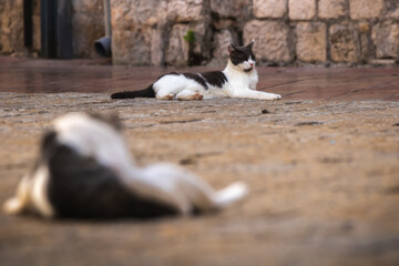 Old town of Kotor and its cats